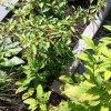Landesgartenschau 2017